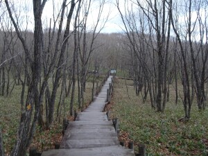 3日目　釧路湿原遊歩道2